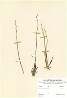 藏品(綬草)的圖片